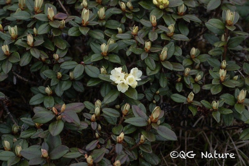 Rhododendron sargentianum photo 2