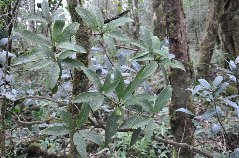 Rhododendron saxicola