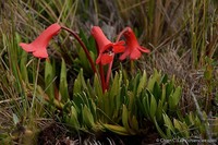 Rhododendron saxifragoides