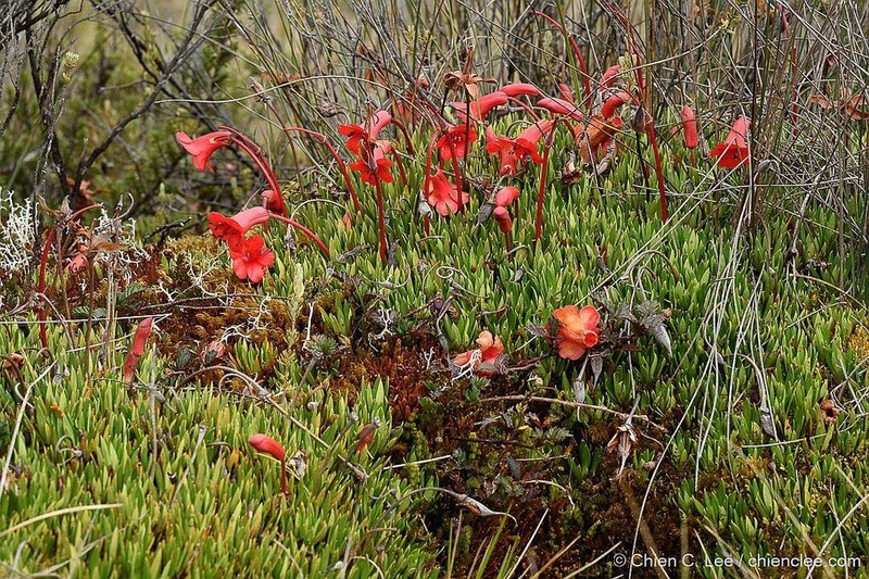 Rhododendron saxifragoides photo 2
