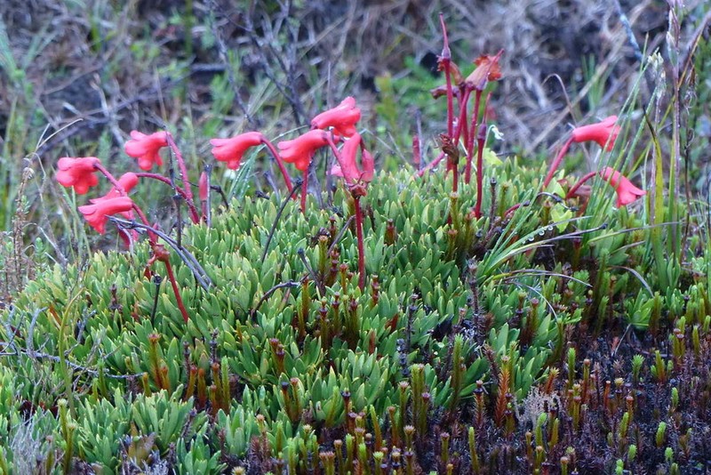 Rhododendron saxifragoides photo 3