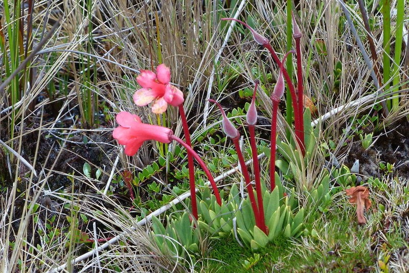 Rhododendron saxifragoides photo 4