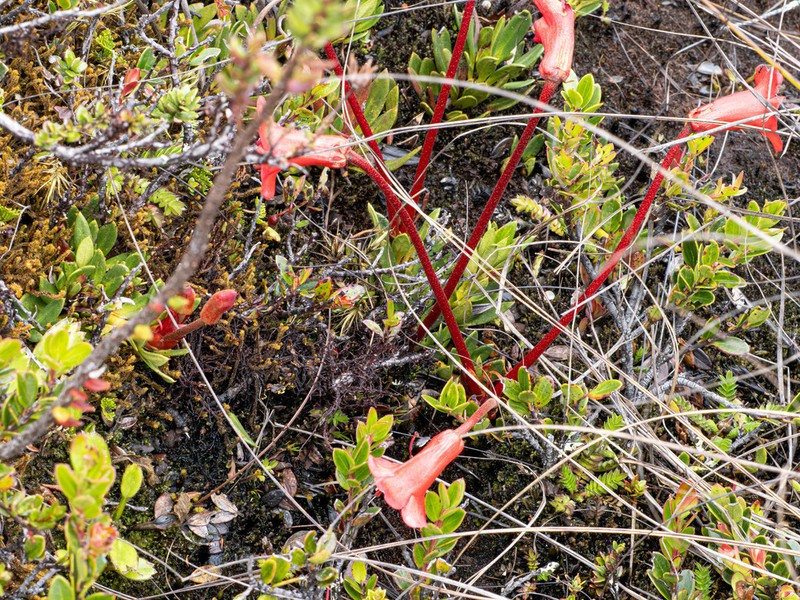 Rhododendron saxifragoides photo 5