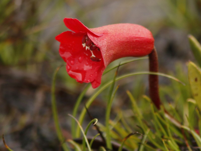 Rhododendron saxifragoides photo 6