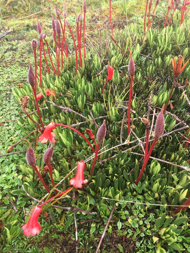 Rhododendron saxifragoides photo 7