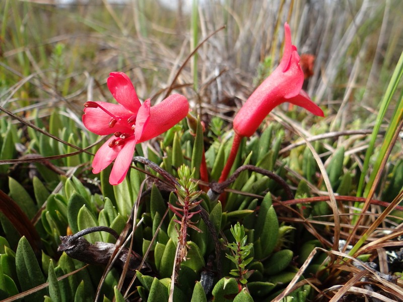 Rhododendron saxifragoides photo 8
