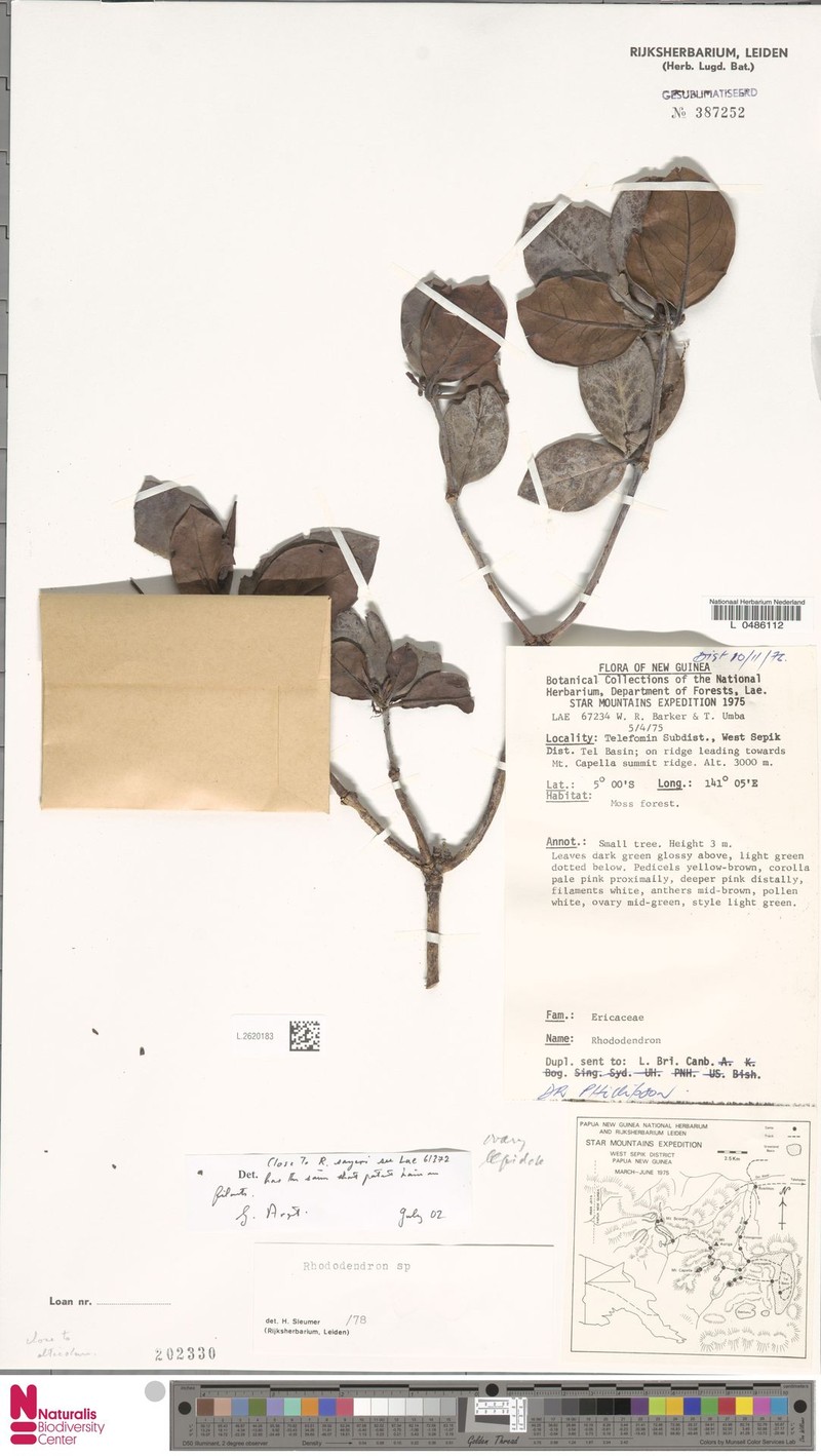 Rhododendron sayeri