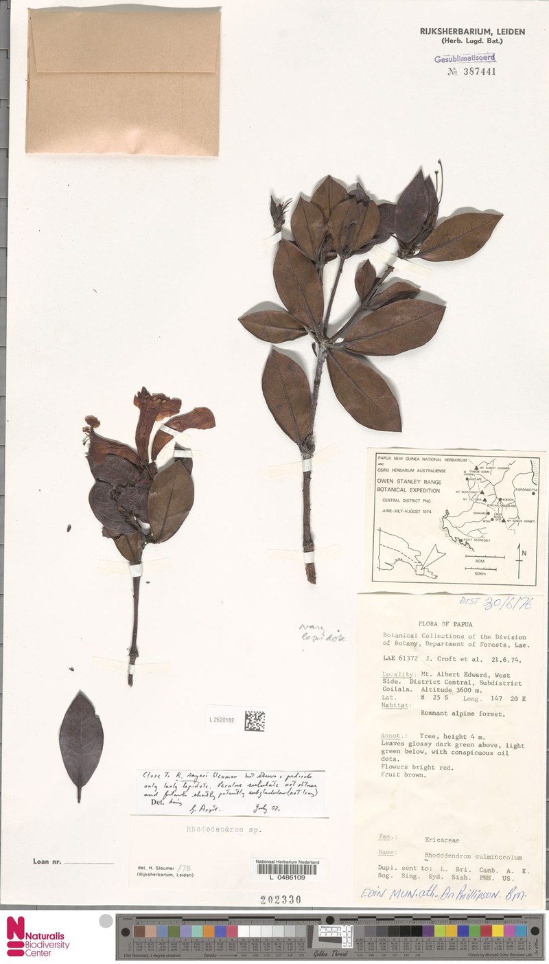 Rhododendron sayeri photo 2