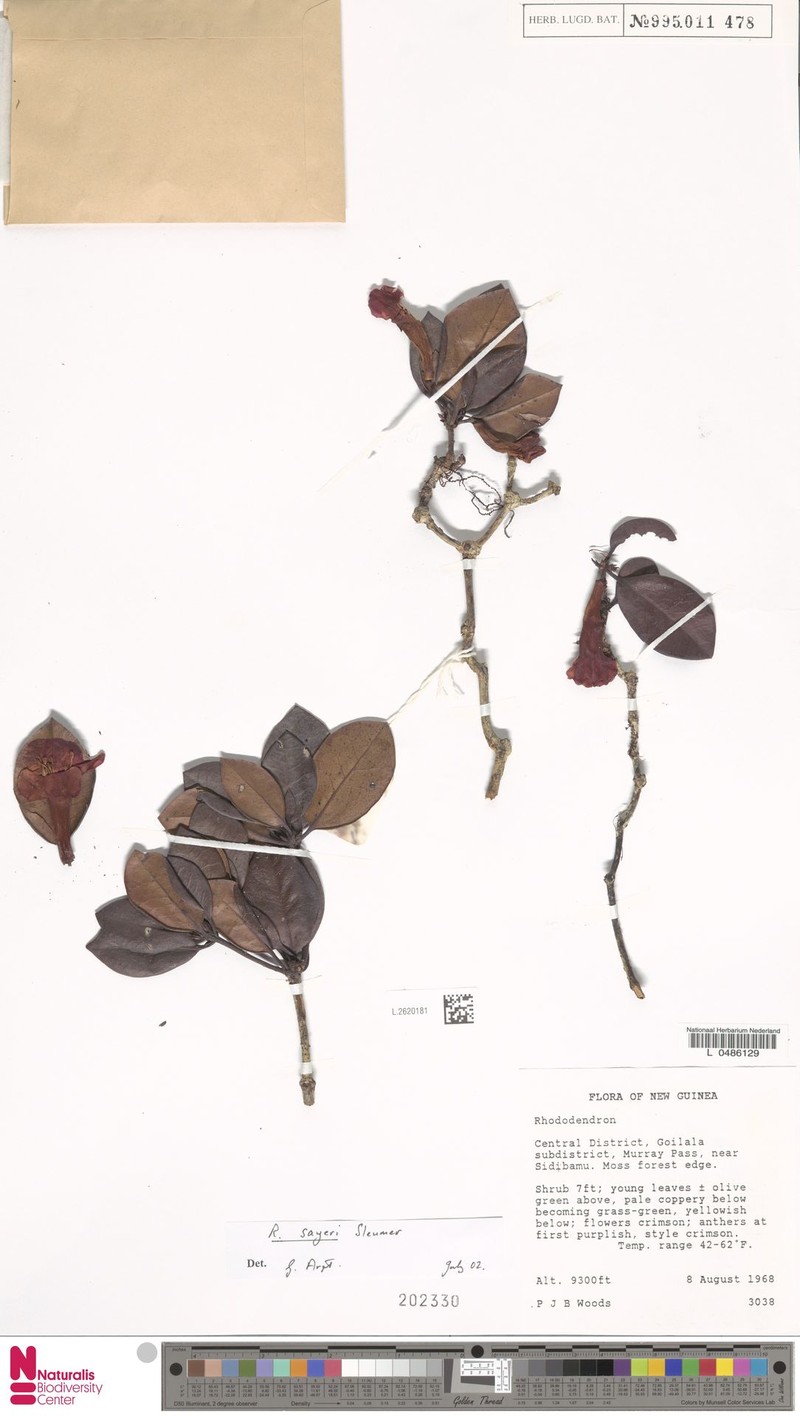 Rhododendron sayeri photo 3