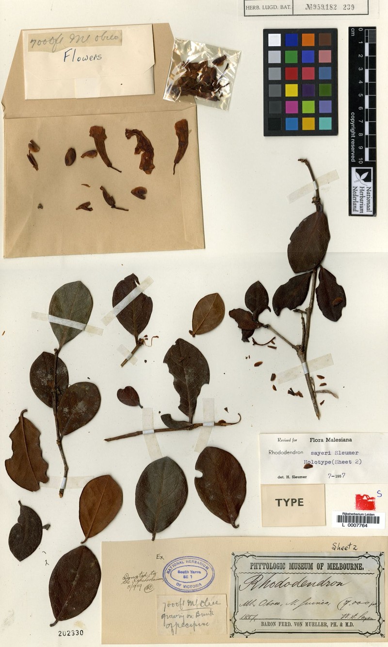 Rhododendron sayeri photo 4