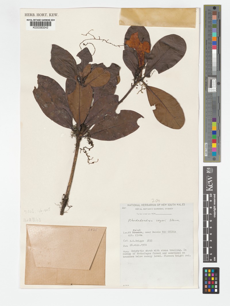 Rhododendron sayeri photo 5