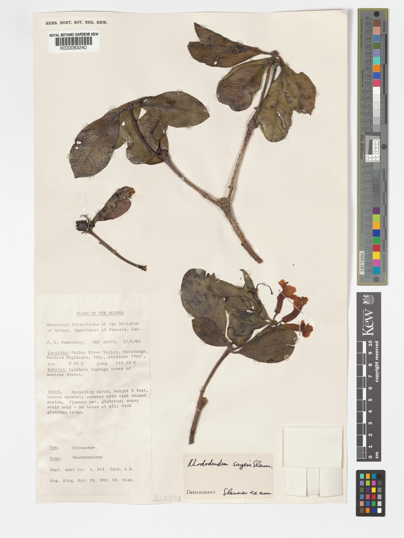 Rhododendron sayeri photo 6