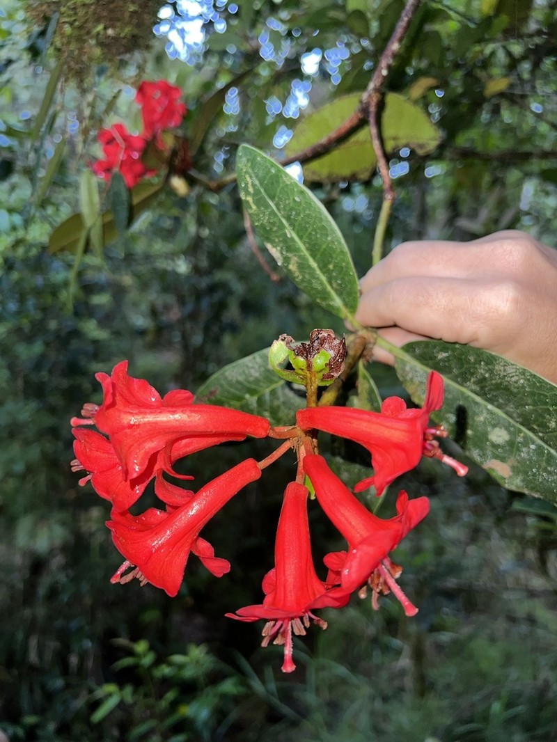 Rhododendron scabridibracteum