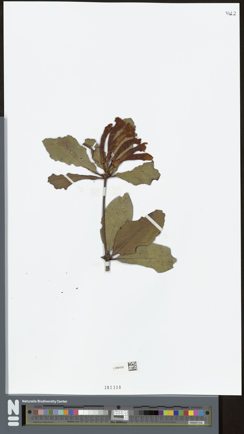 Rhododendron scabridibracteum photo 2