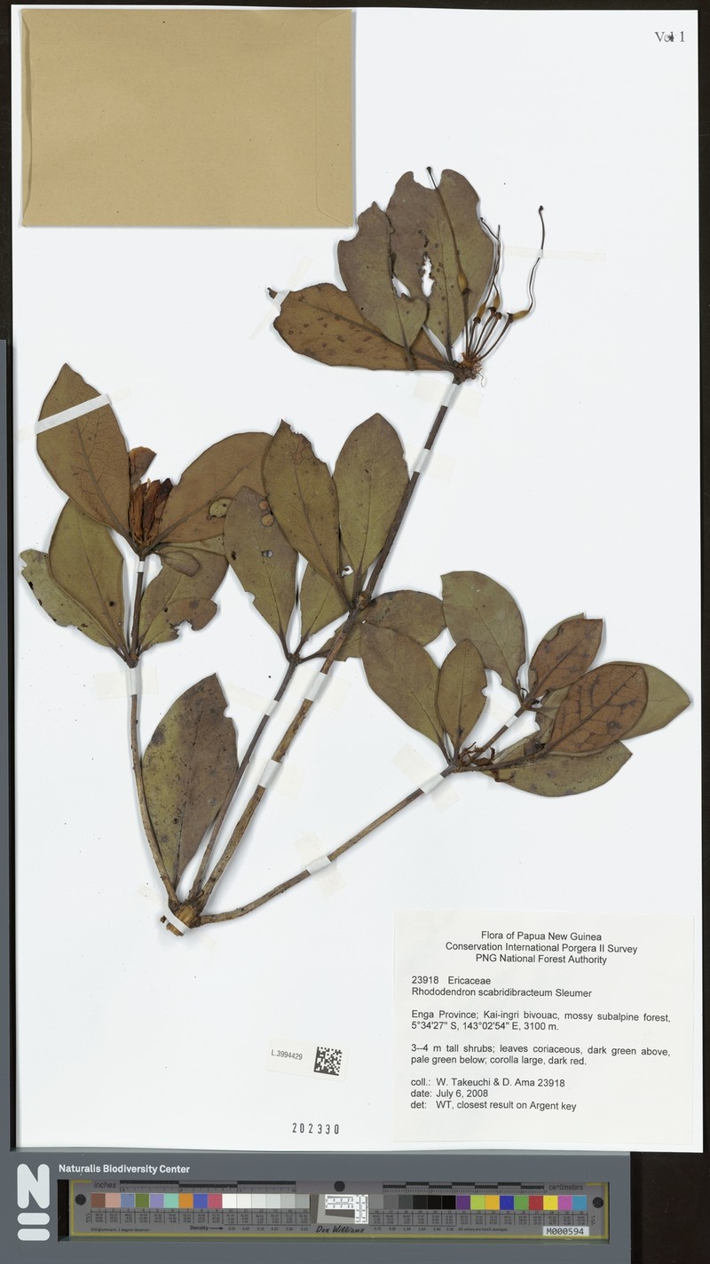 Rhododendron scabridibracteum photo 3