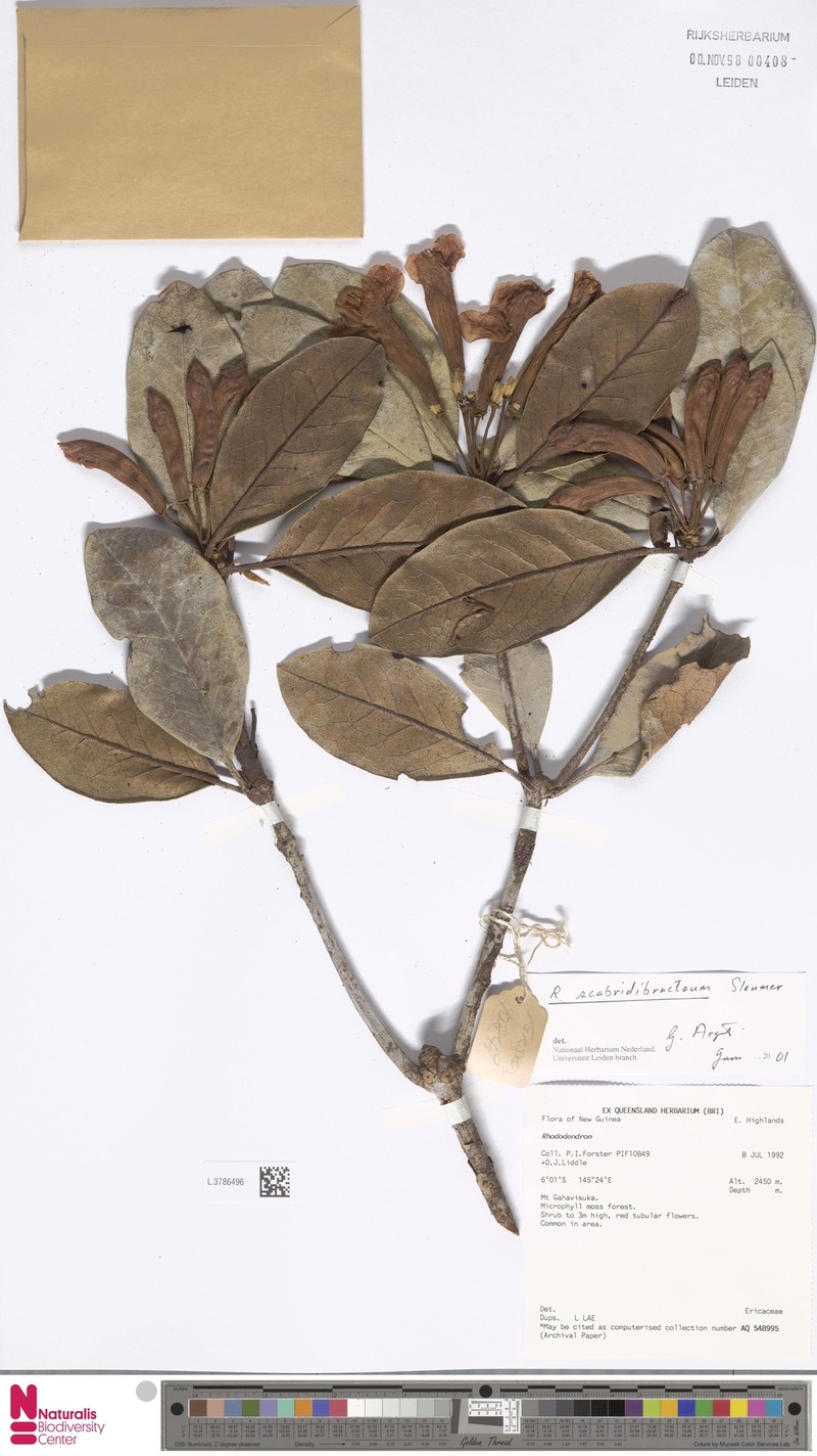 Rhododendron scabridibracteum photo 4