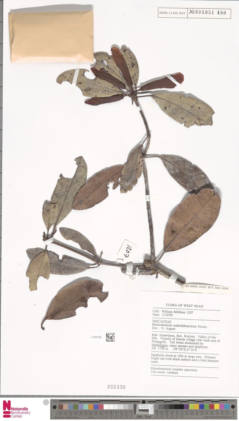 Rhododendron scabridibracteum photo 5