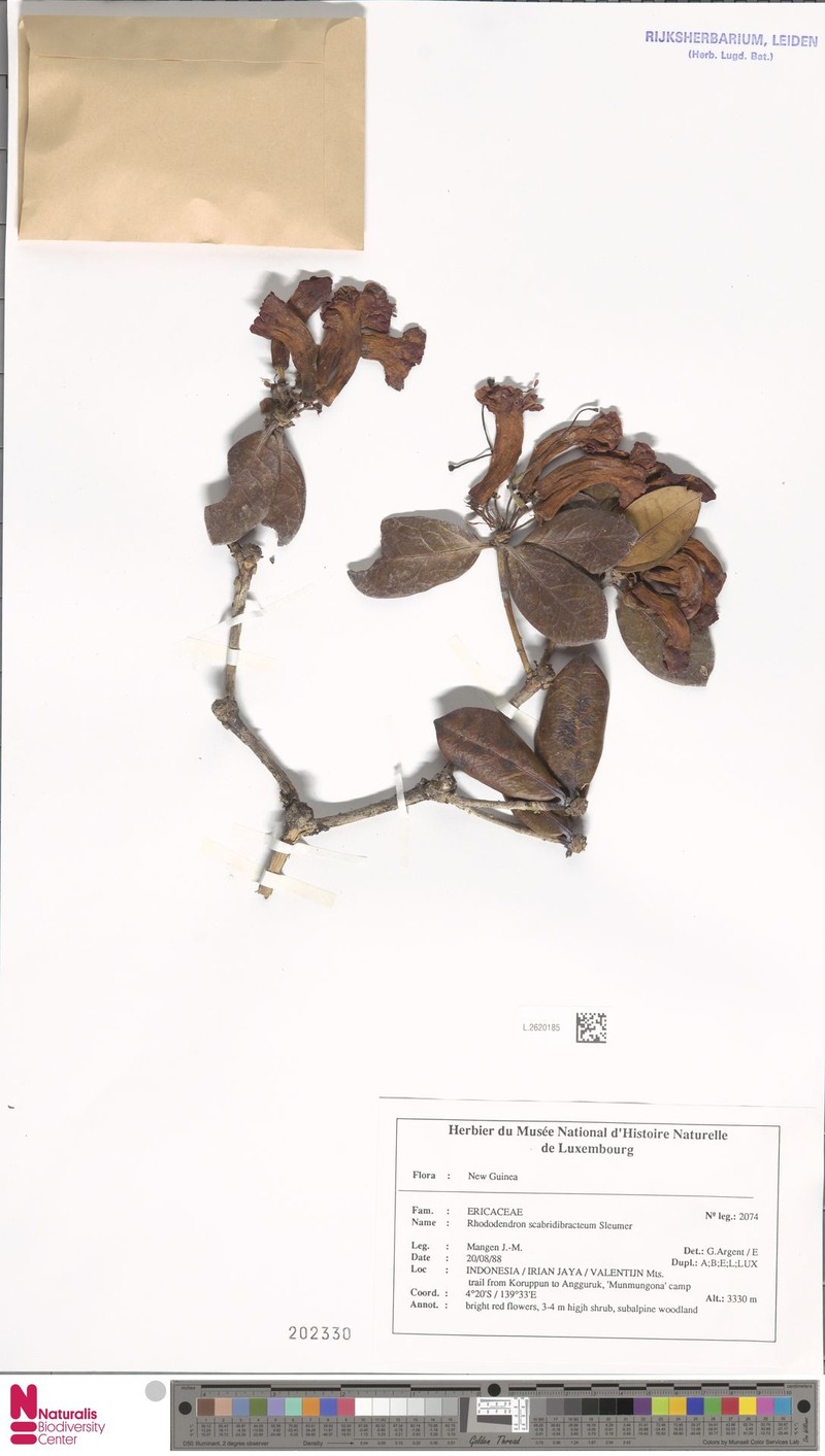 Rhododendron scabridibracteum photo 6