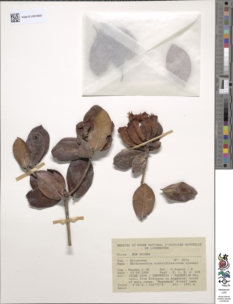 Rhododendron scabridibracteum photo 7