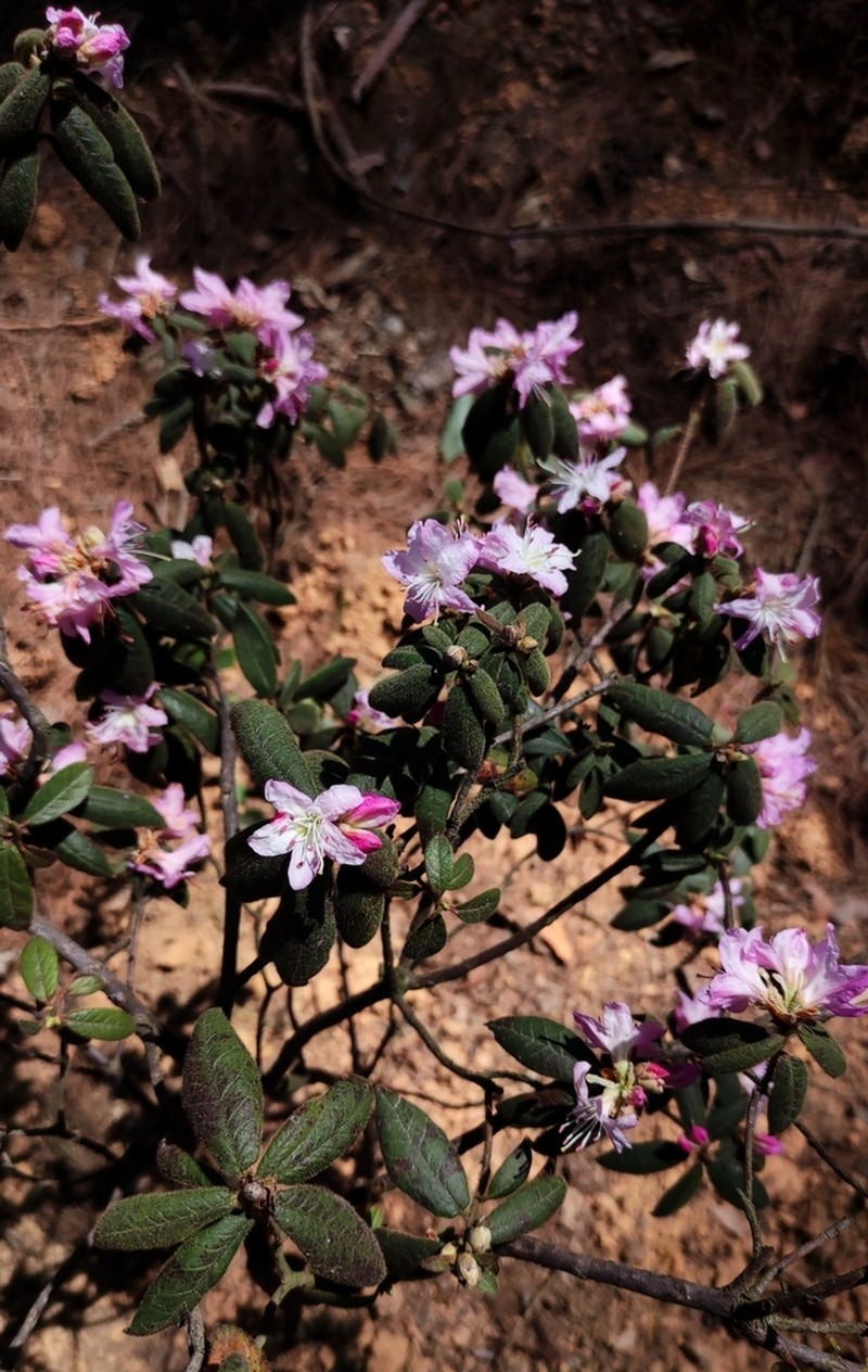Rhododendron scabrifolium photo 2