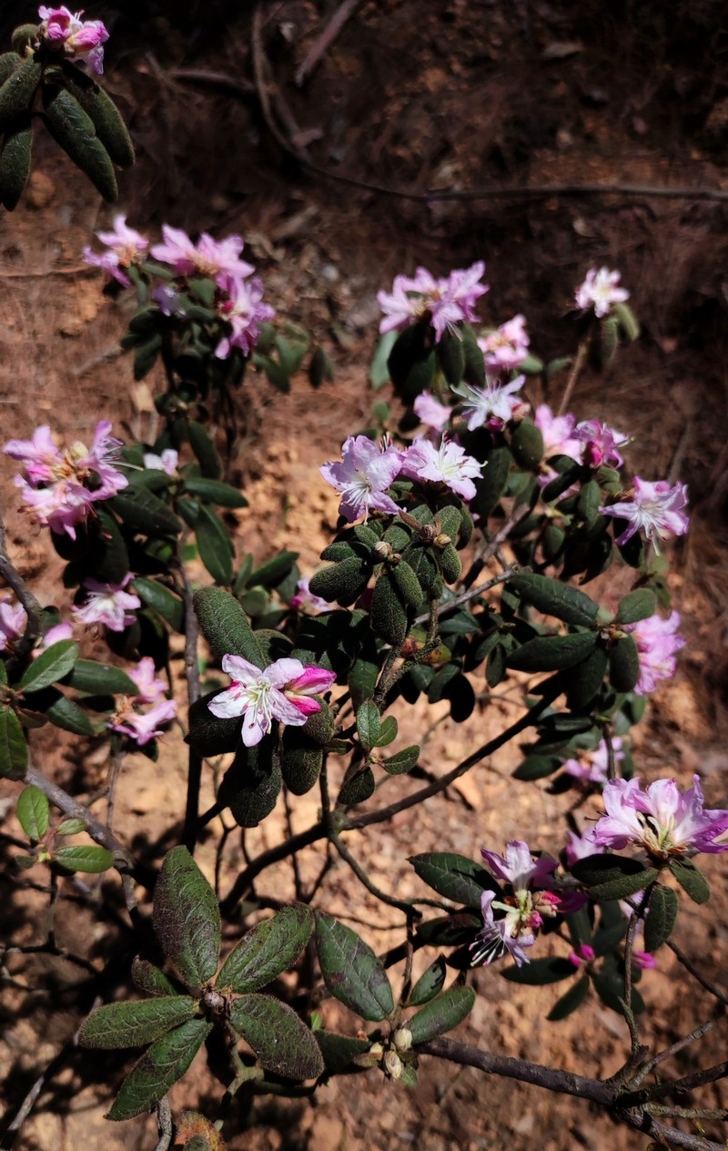 Rhododendron scabrifolium photo 3