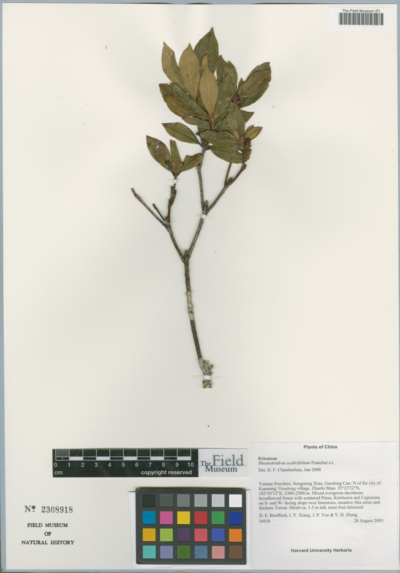 Rhododendron scabrifolium photo 4