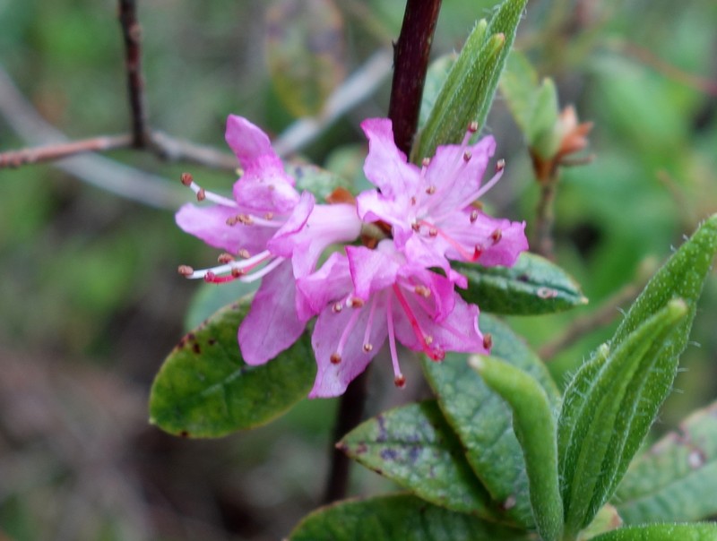 Rhododendron scabrifolium