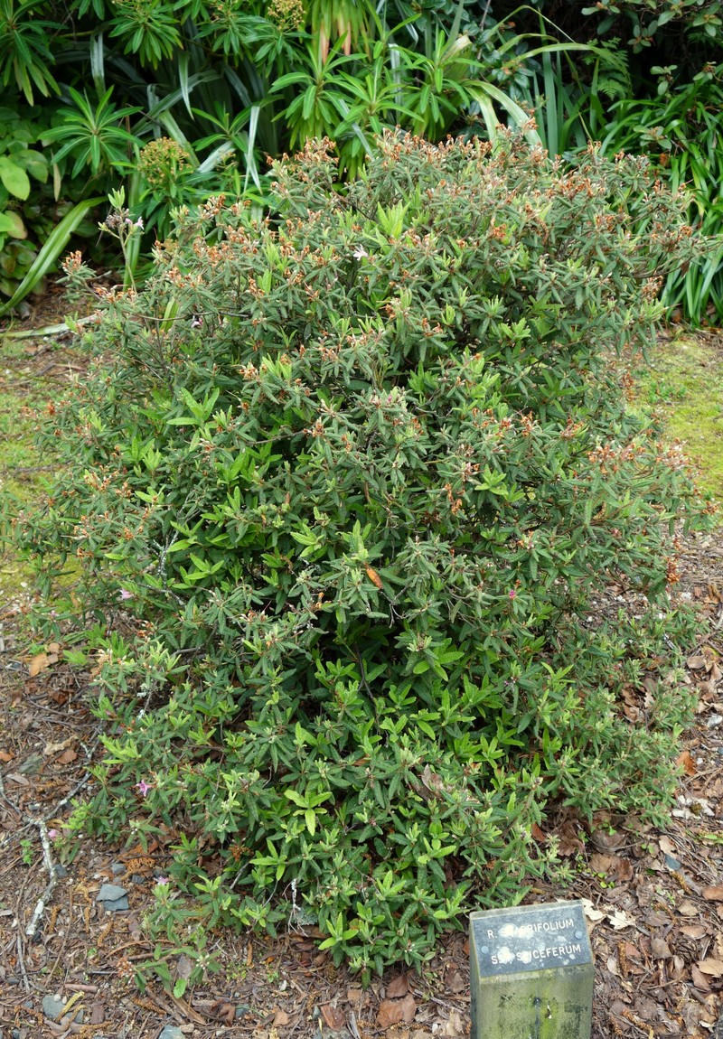 Rhododendron scabrifolium photo 6