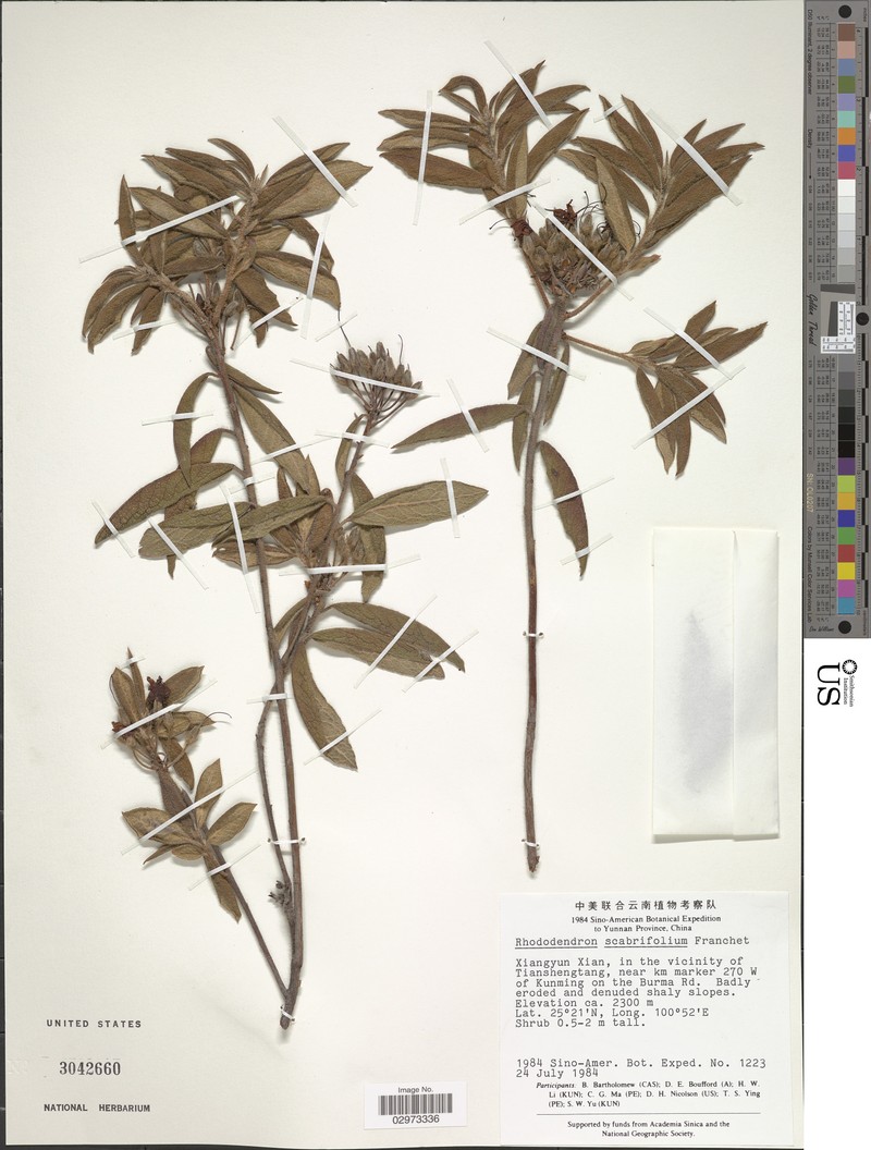 Rhododendron scabrifolium var. scabrifolium