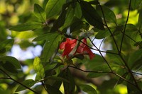 Rhododendron scabrum