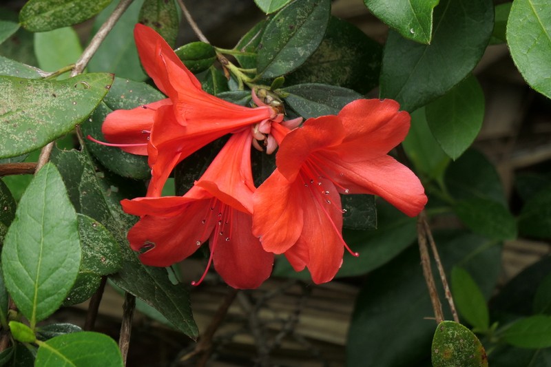 Rhododendron scabrum photo 2
