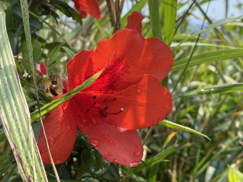 Rhododendron scabrum photo 3