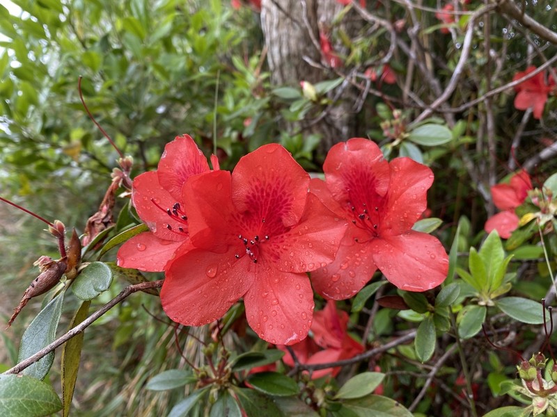 Rhododendron scabrum photo 4