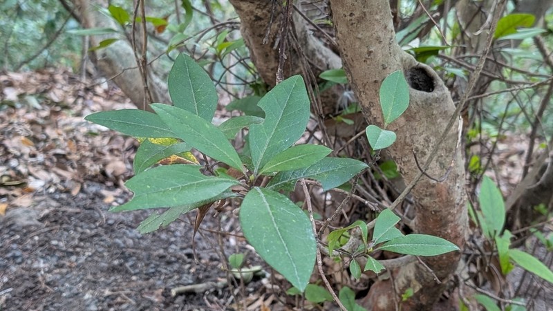 Rhododendron scabrum photo 5