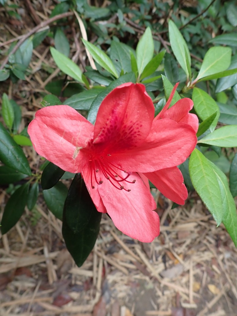 Rhododendron scabrum photo 6