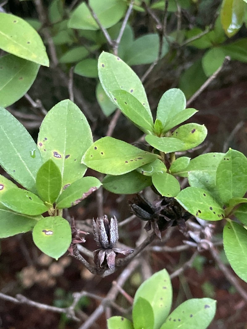 Rhododendron scabrum photo 7