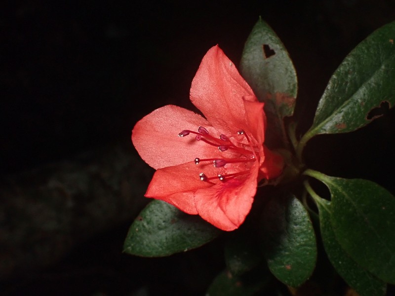 Rhododendron scabrum photo 8