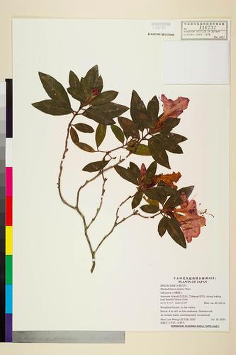Rhododendron scabrum subsp. amanoi photo 2
