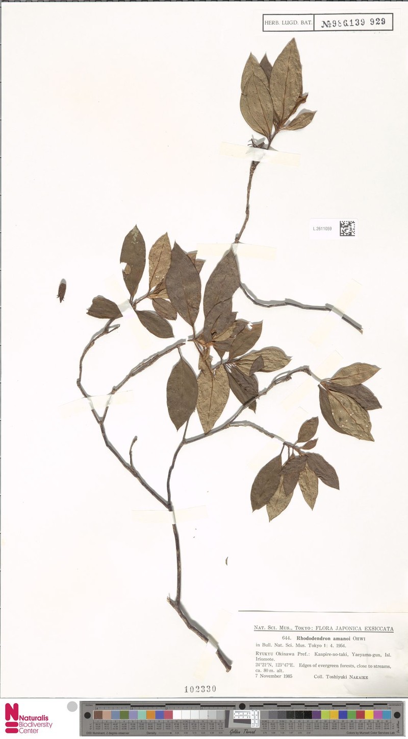 Rhododendron scabrum subsp. amanoi photo 3