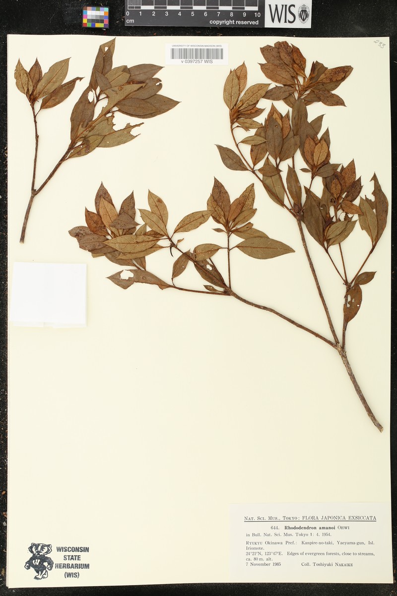Rhododendron scabrum subsp. amanoi photo 5