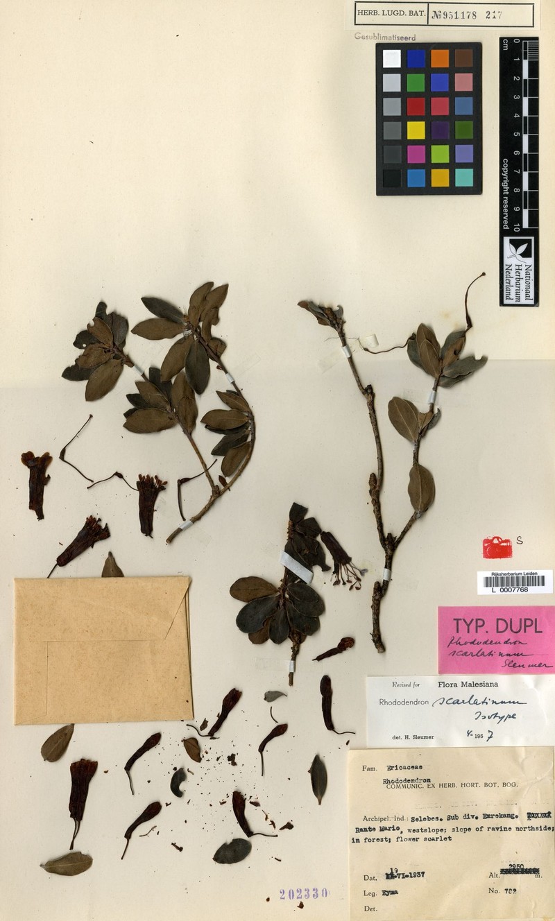 Rhododendron scarlatinum