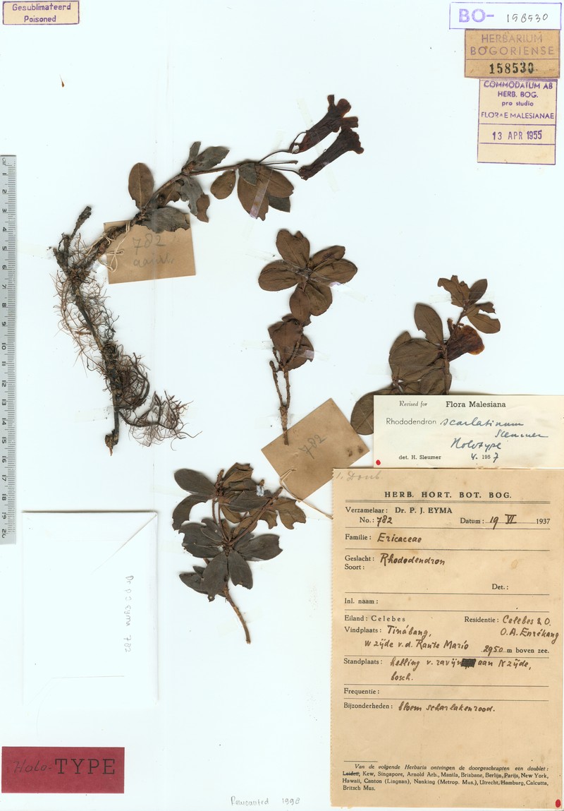 Rhododendron scarlatinum photo 2