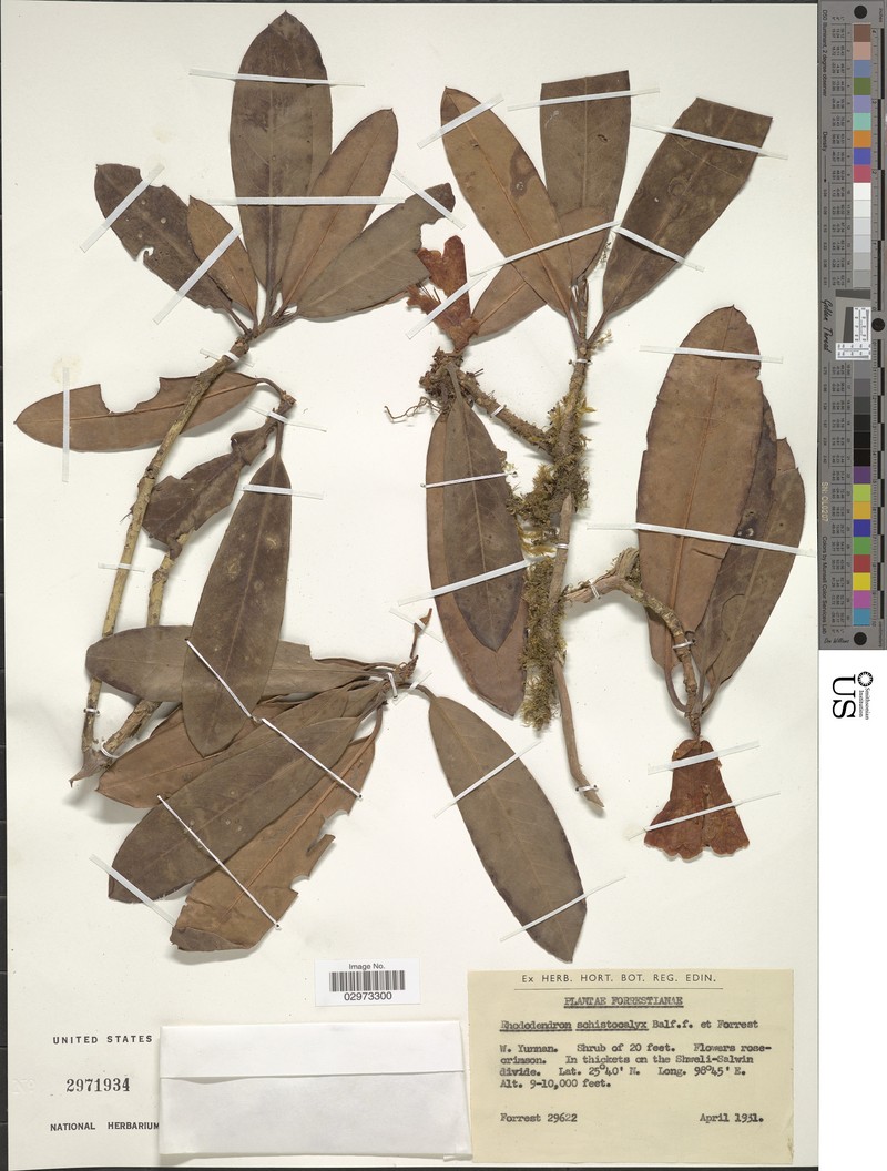 Rhododendron schistocalyx
