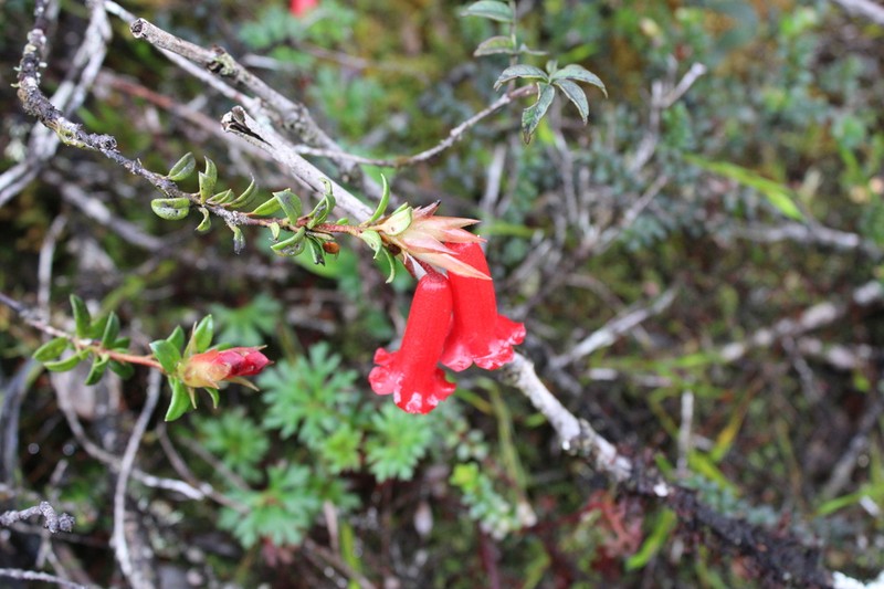 Rhododendron schizostigma