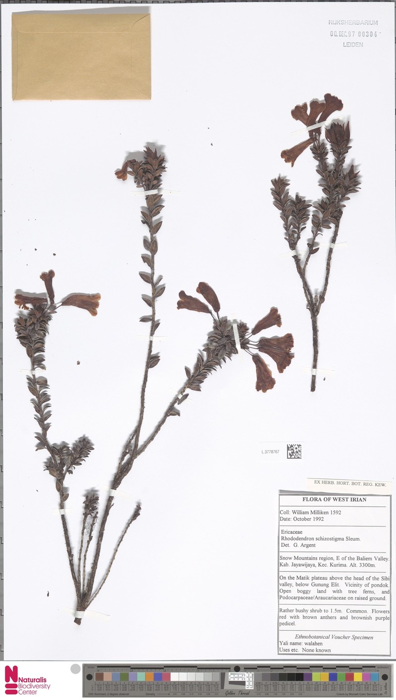 Rhododendron schizostigma photo 2