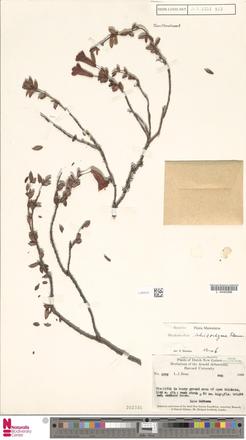 Rhododendron schizostigma photo 5