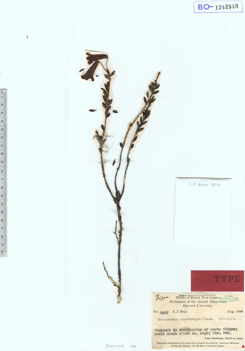 Rhododendron schizostigma photo 6