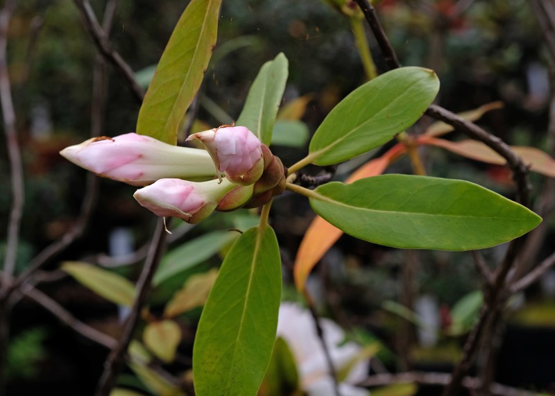 Rhododendron schlechteri
