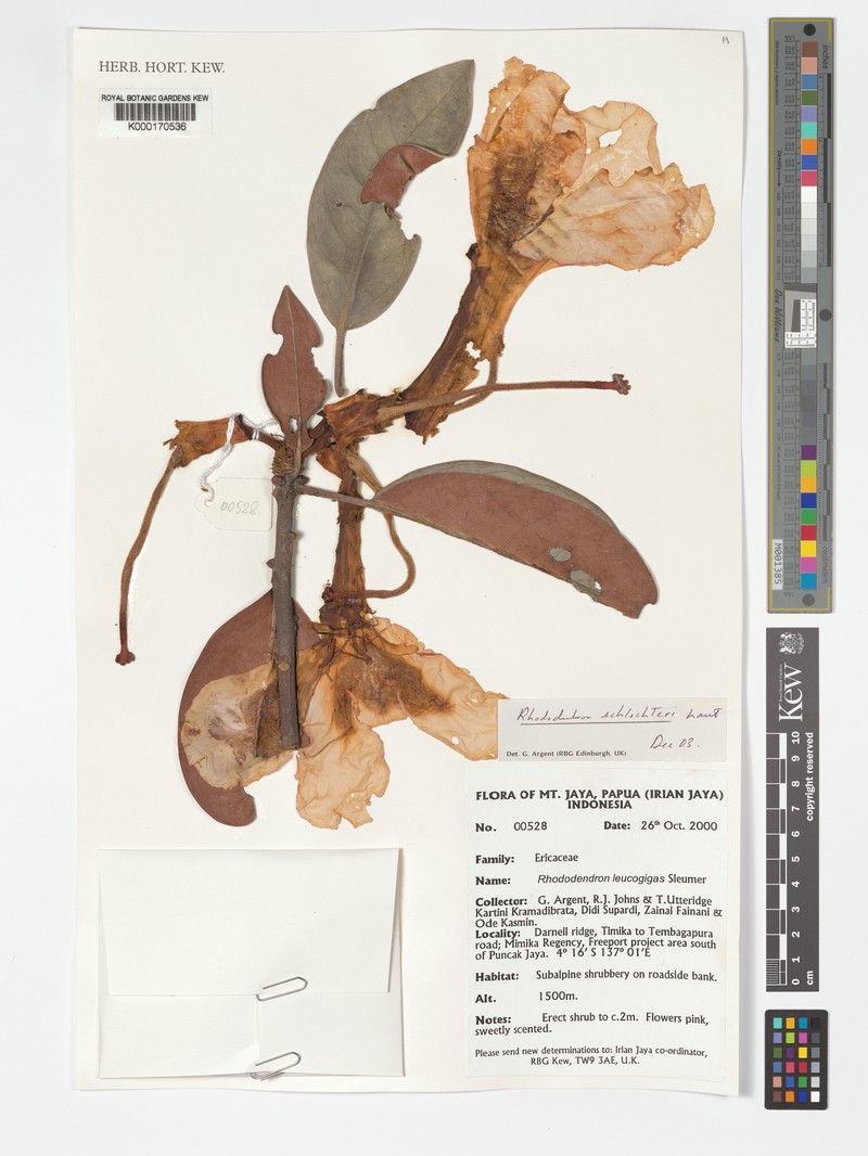 Rhododendron schlechteri photo 2