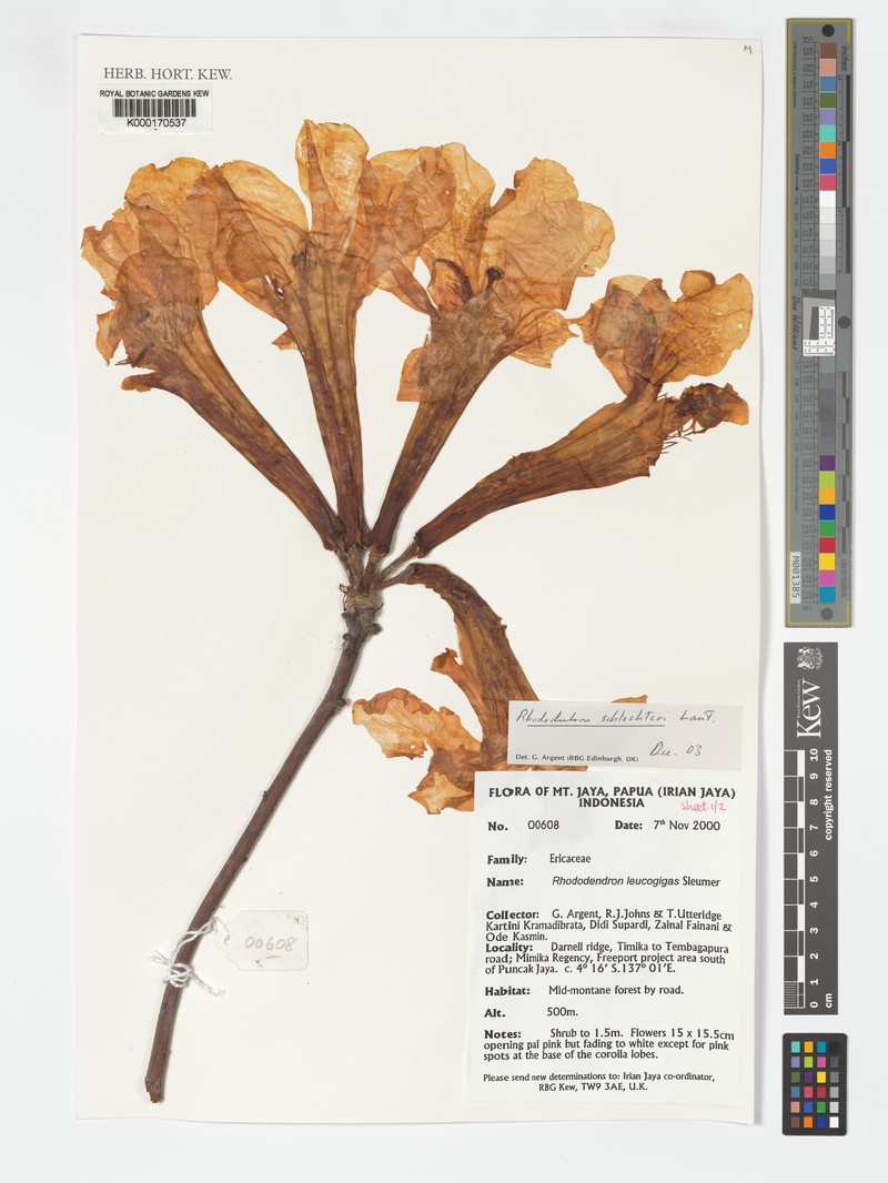 Rhododendron schlechteri photo 3